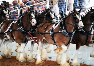 Grandview-Invitational-2019-Draft-Horse-Show-Showcase-Properties