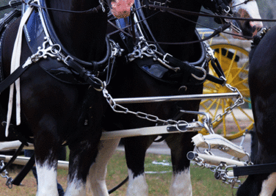 Grandview-Invitational-2019-Draft-Horse-Show-Showcase-Properties