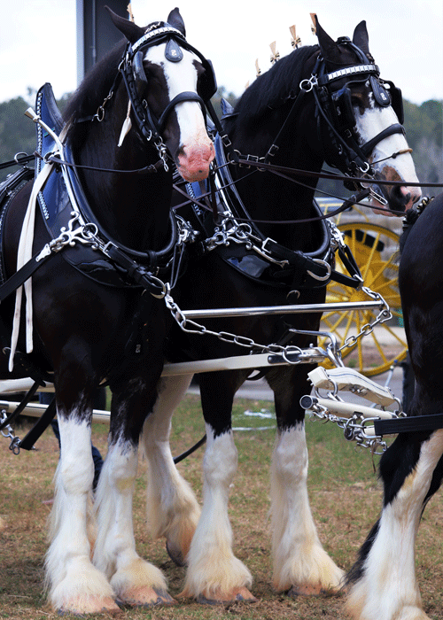 Grandview Invitational Recap Showcase Ocala 2019 Draft Horse Show
