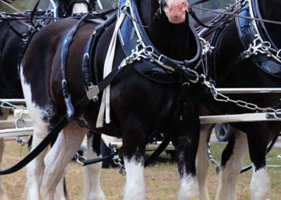 Grandview-Invitational-2019-Draft-Horse-Show-Showcase-Properties