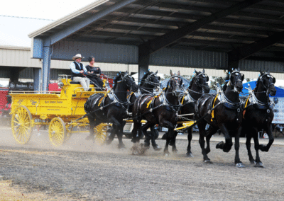 Grandview-Invitational-2019-Draft-Horse-Show-Showcase-Properties