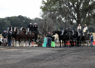 Grandview-Invitational-2019-Draft-Horse-Show-Showcase-Properties