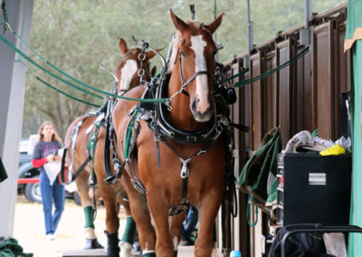 Grandview-Invitational-2019-Draft-Horse-Show-Showcase-Properties