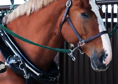 Grandview-Invitational-2019-Draft-Horse-Show-Showcase-Properties