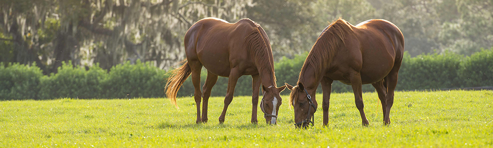 Choosing The Right Ocala Equestrian Property