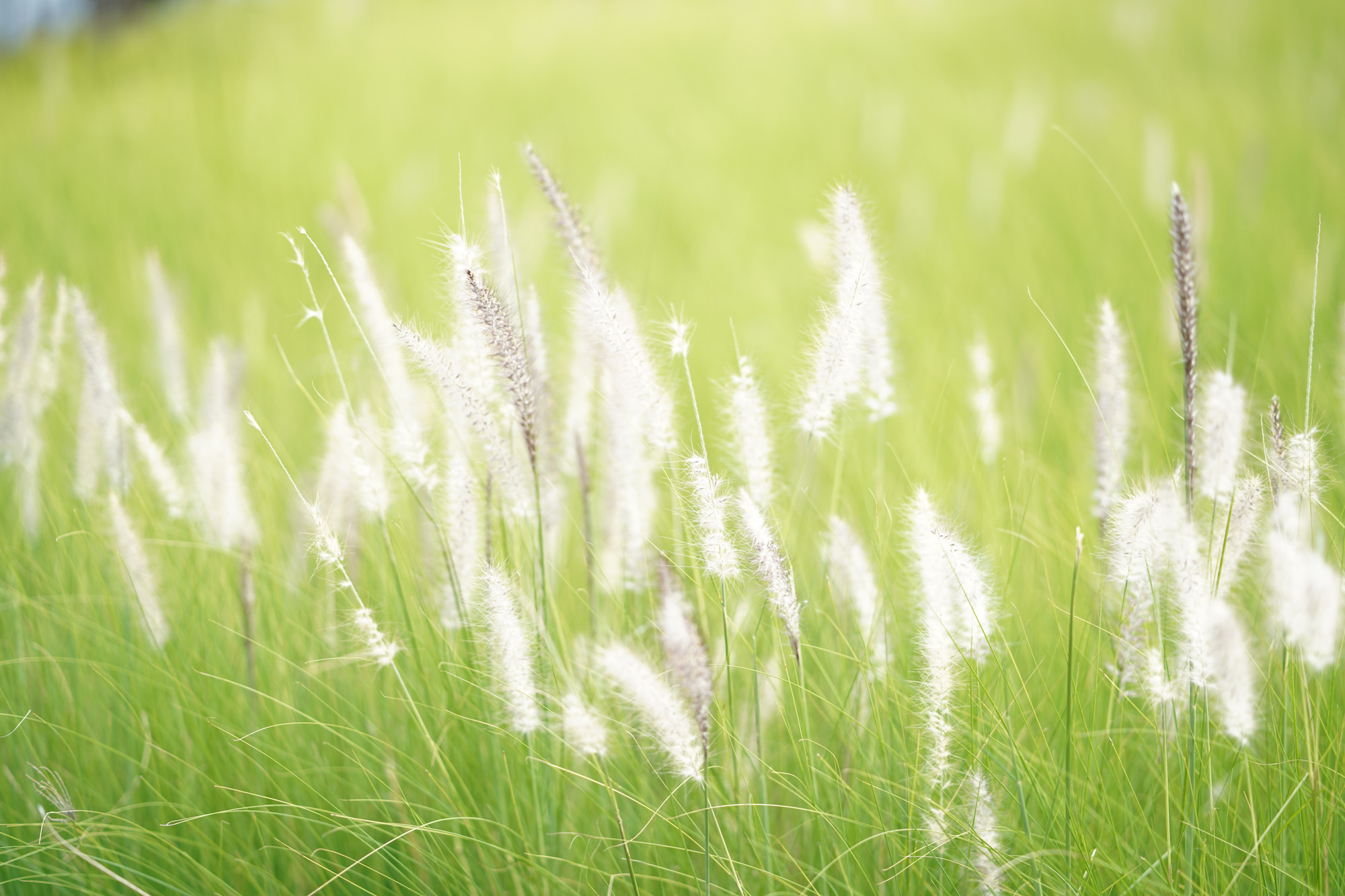 The attractive, yet harmful plumes of the Cogon Grass plant