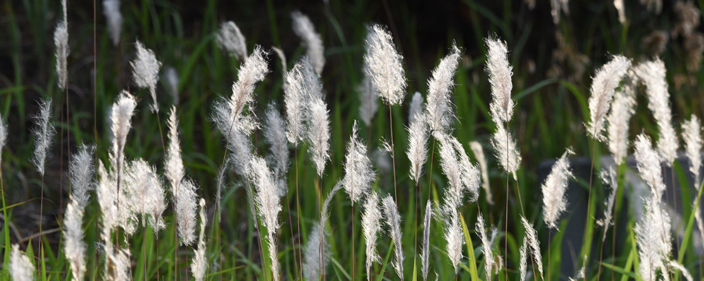 Feathery plumes of Cogon Grass