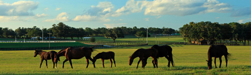 Selling Horse Country | Showcase Represents Iconic Padua Stables and Bridlewood Farm