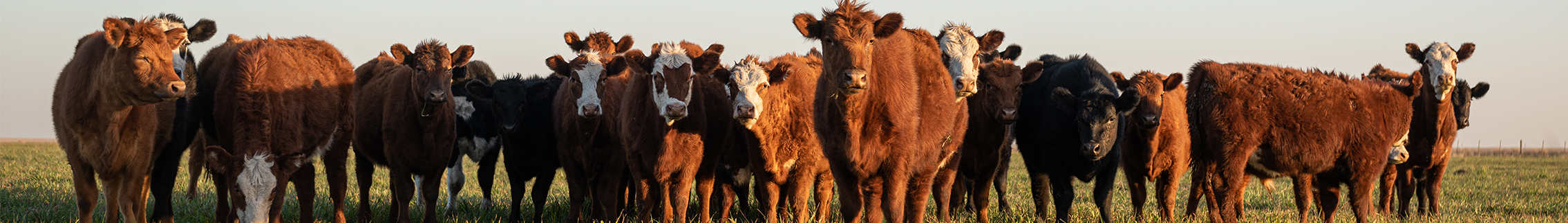 Ocala has plenty of room for cattle as well.