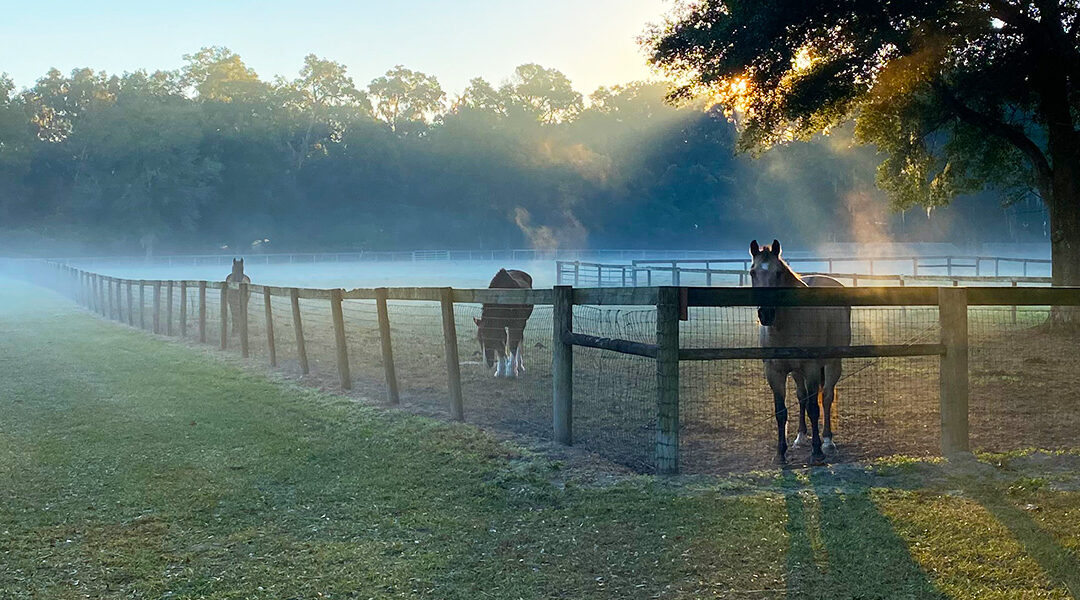 Horse Park Lane | Build Your Horse Farm Legacy