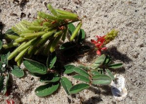 The Creeping Indigo with fuzzy seed pods, green leaves and coral colored flowers.