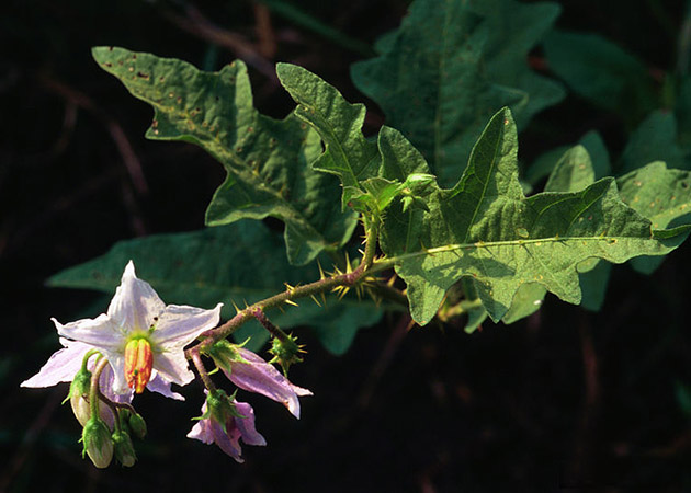 Horse Nettle