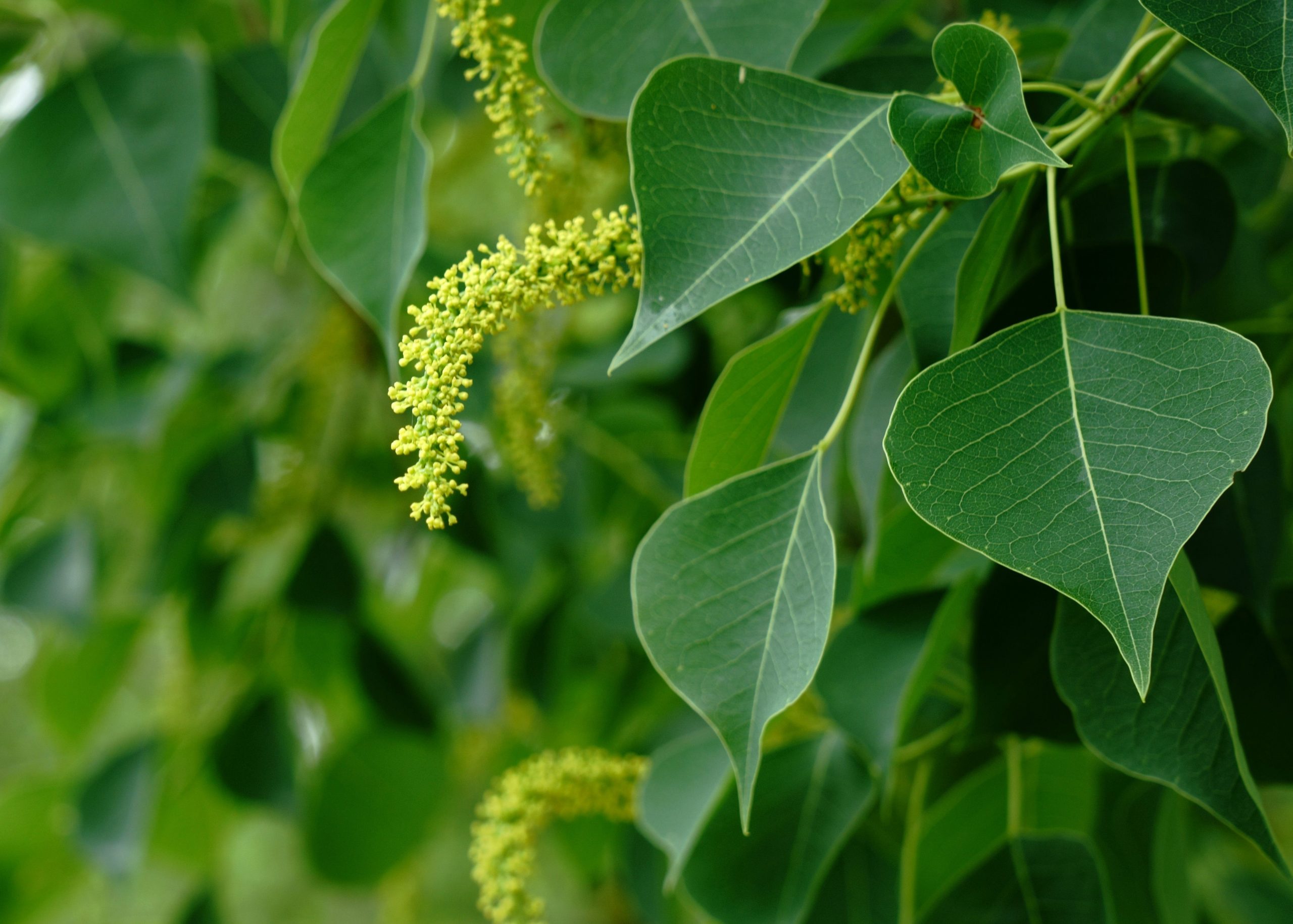 Chinese Tallow