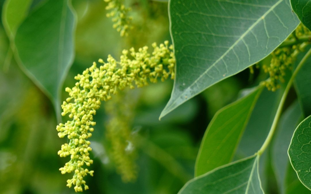 5 Invasive and Toxic Plants To Watch Out For In Central Florida