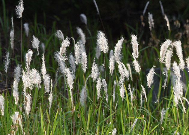 Cogon Grass