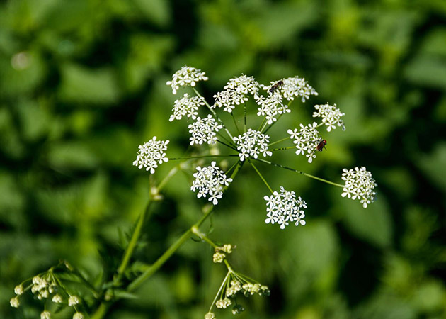 Hemlock