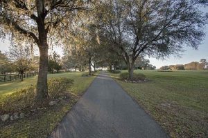 A peaceful tree lined drive.