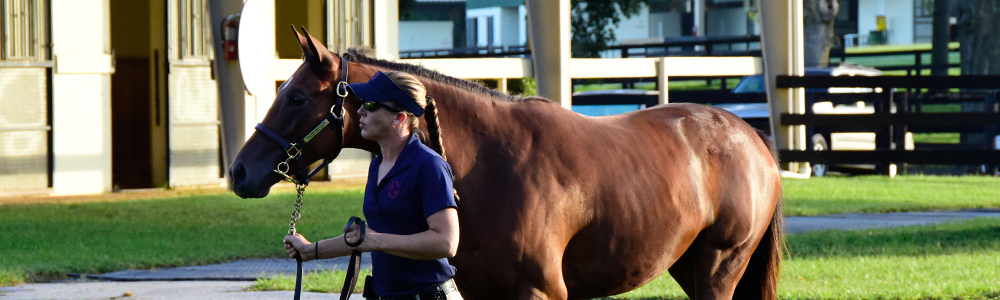 6 Tips For Enjoying Your First Thoroughbred Sale