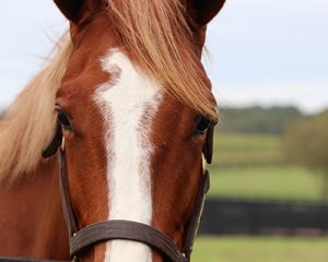 A closeup view of a horse face.