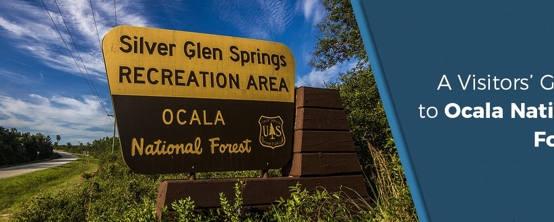 Florida Tourism Series | A Visitors’ Guide to Ocala National Forest