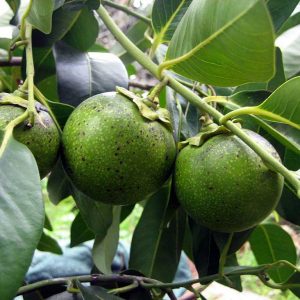 Black Sapote