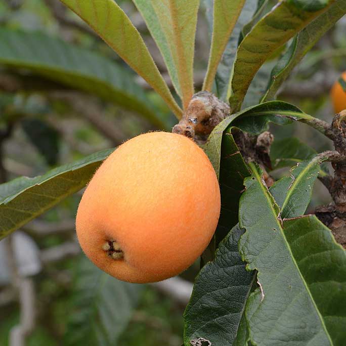 1024pxJapanese_Loquat,_Minamiboso_city,_Japan Showcase Ocala