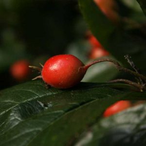 Mayhaw Berries