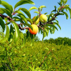 RIpening Chickasaw plums