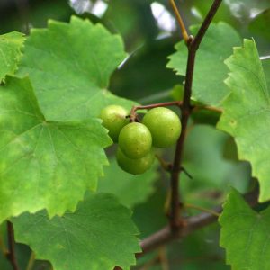 Wild Muscadine Grapes