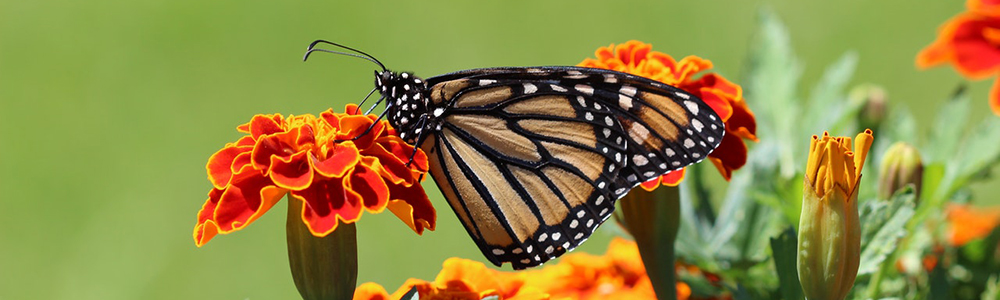 5 Beneficial Central Florida Bugs That Help Your Garden Grow