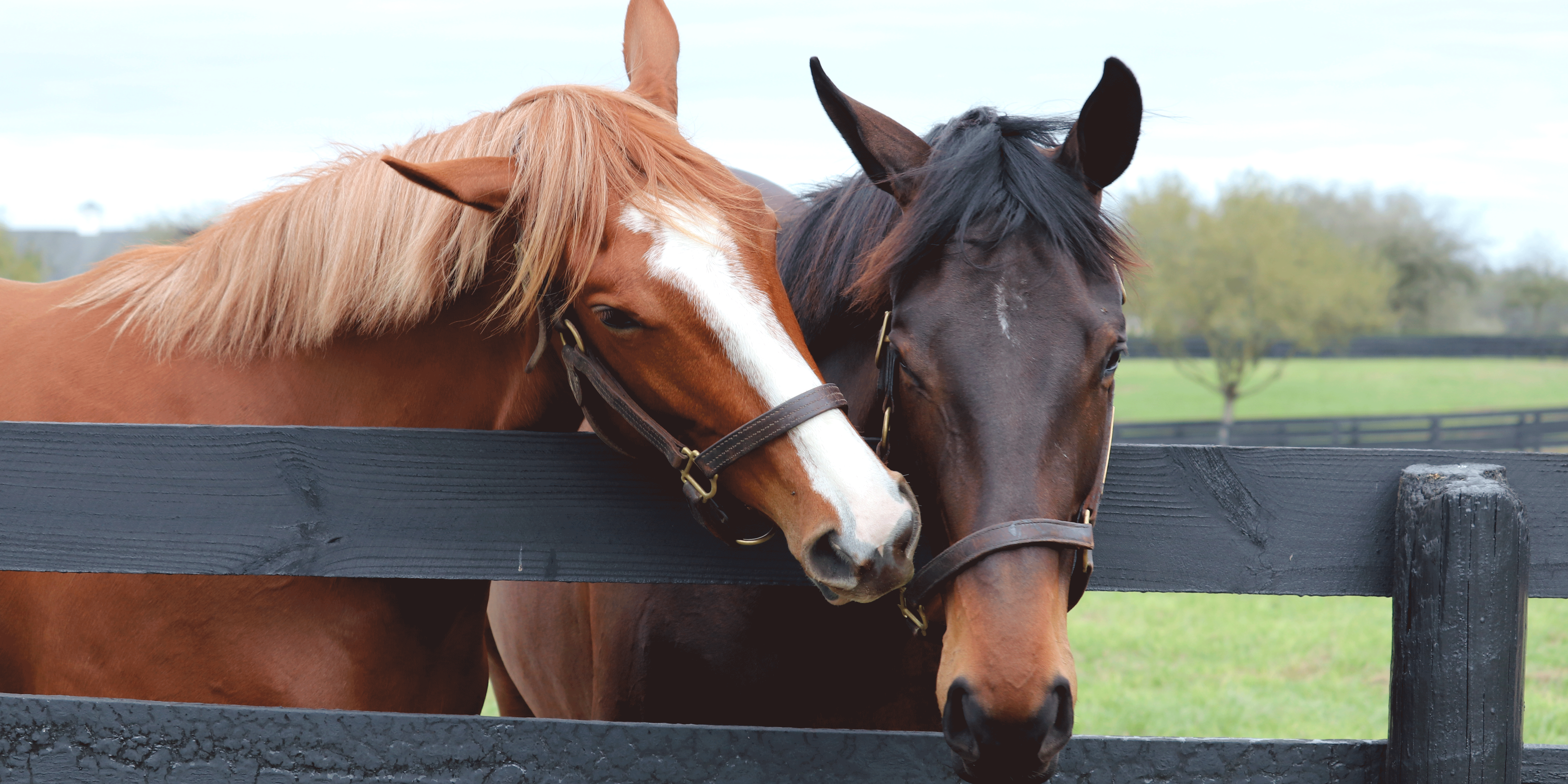 Horses nuzzling each other over a fence.