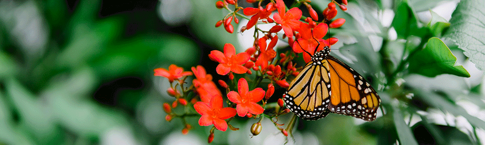 A monarch drinking nectar from flowers.