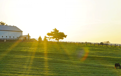 Farm Listings in Ocala | Your Passion Is Horses, Ours is Real Estate