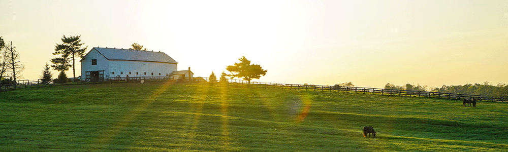 A horse farm at sunrise.