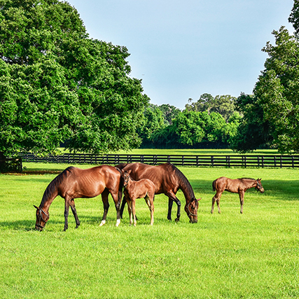 A group of horses grazing