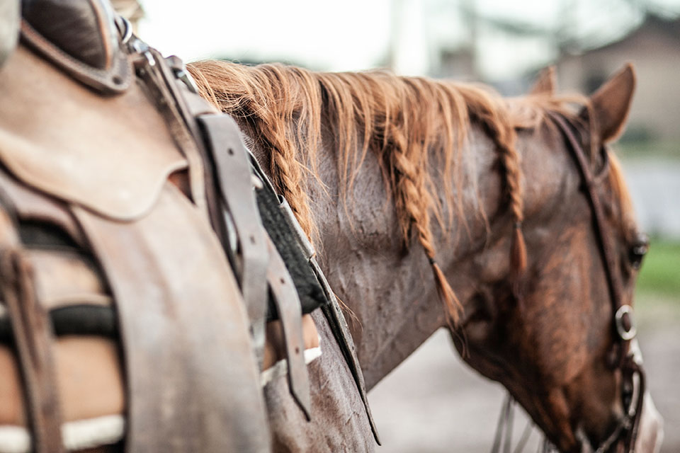 A western saddled horse with braided hair.