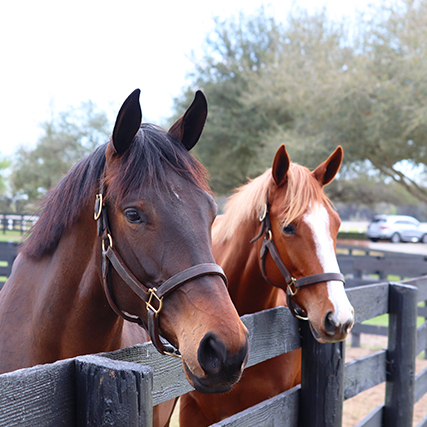 Two horses peeking over a fence.