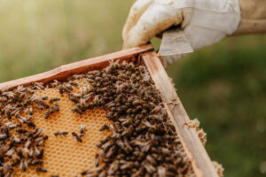 A beekeeper harvesting honey.