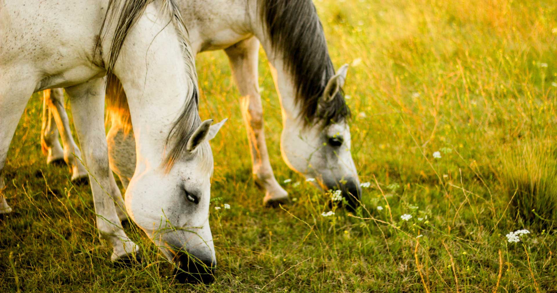 Two beautiful horses grazing