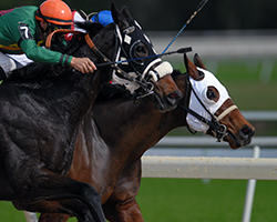 racing horses