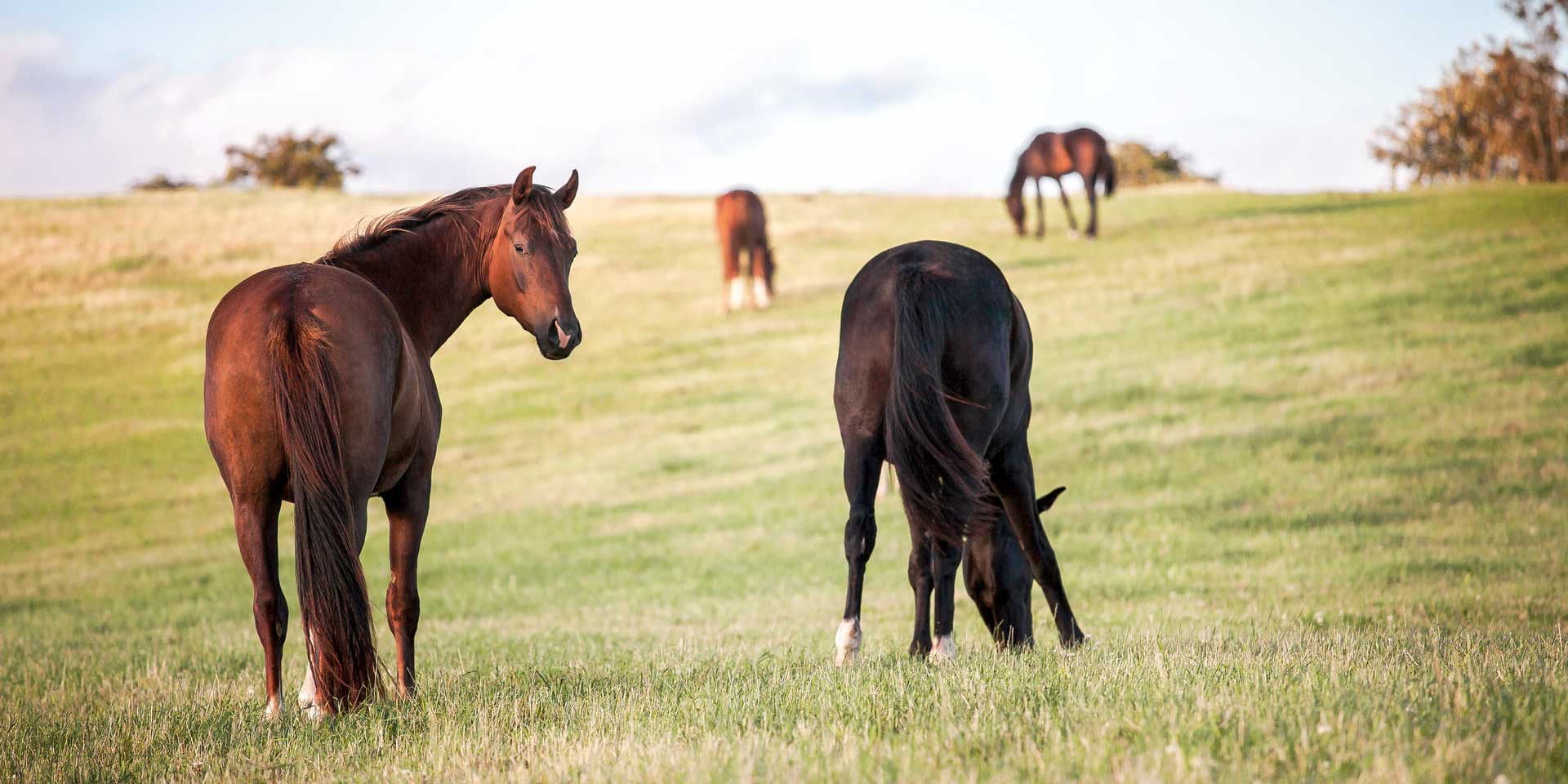 A herd of horses grazing.