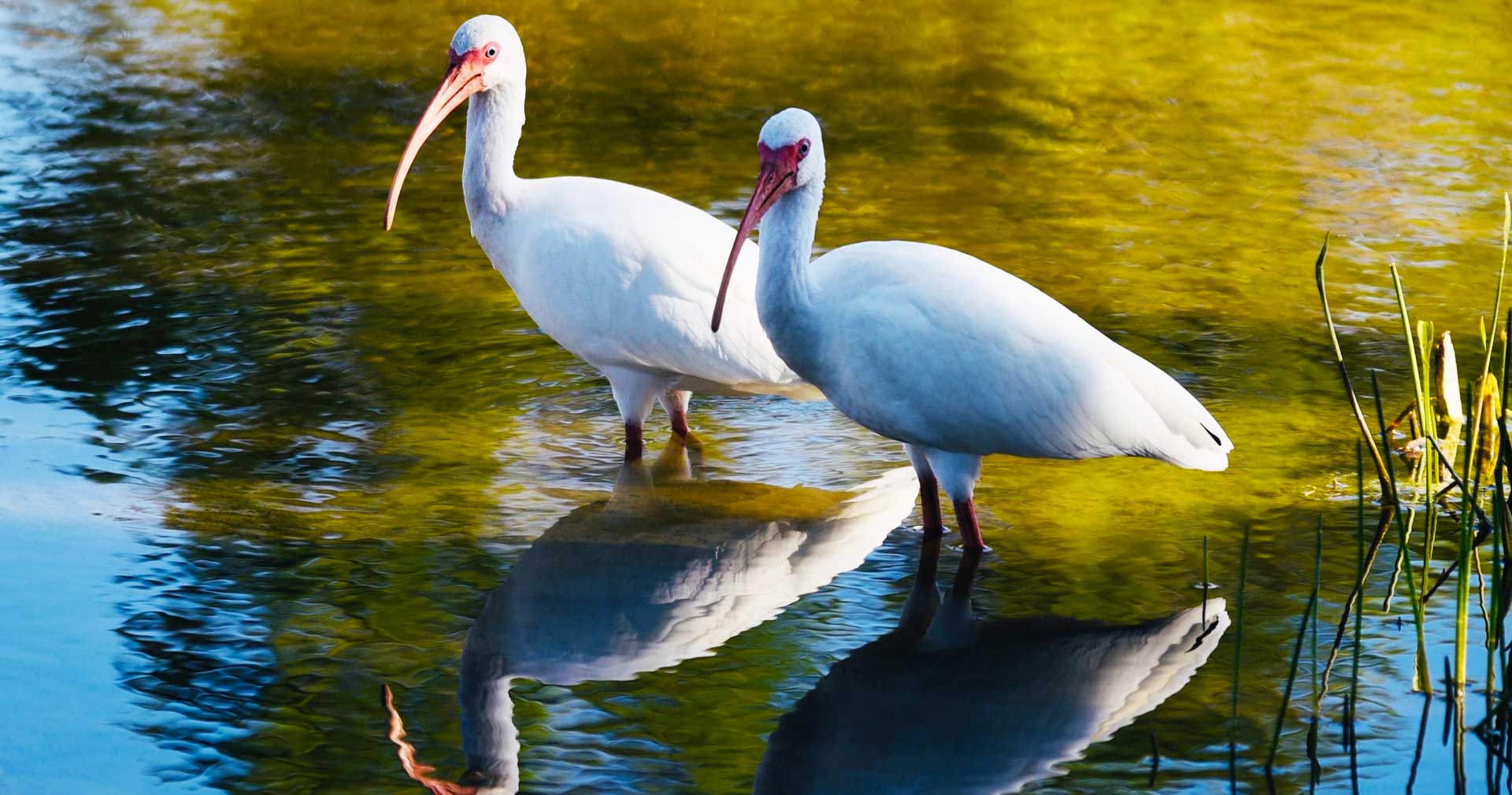 Two white ibises wading in a lake.