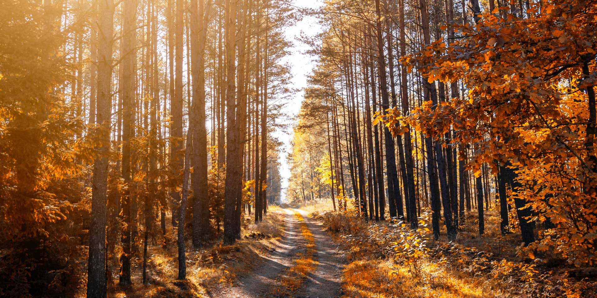 A woodsy hiking trail at sunset.