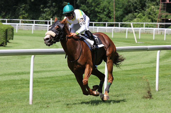 A jockey and horse on a track