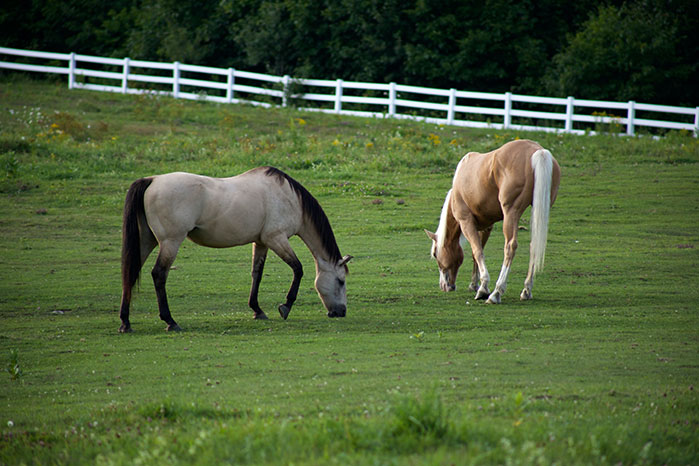 Two horses grazing in a beautiful green paddock.