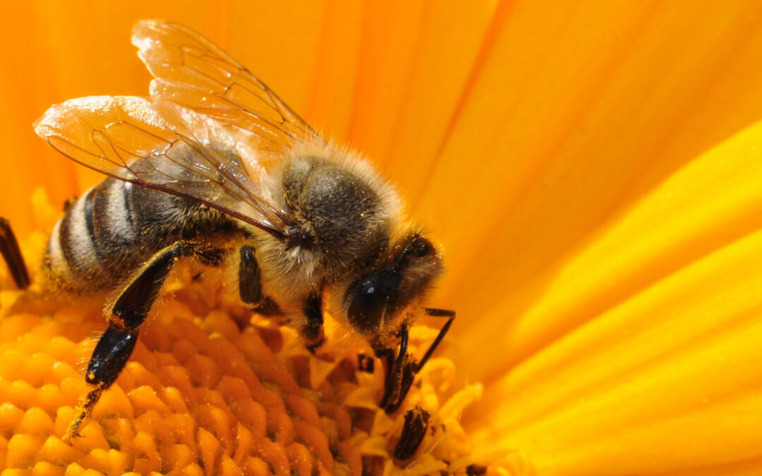 Central Florida Beekeeping | Why Beekeepers Are Great For Florida & How You Can Get Involved