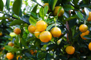 Citrus growing on the tree.