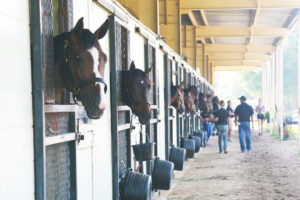 Ocala Breeders Sales