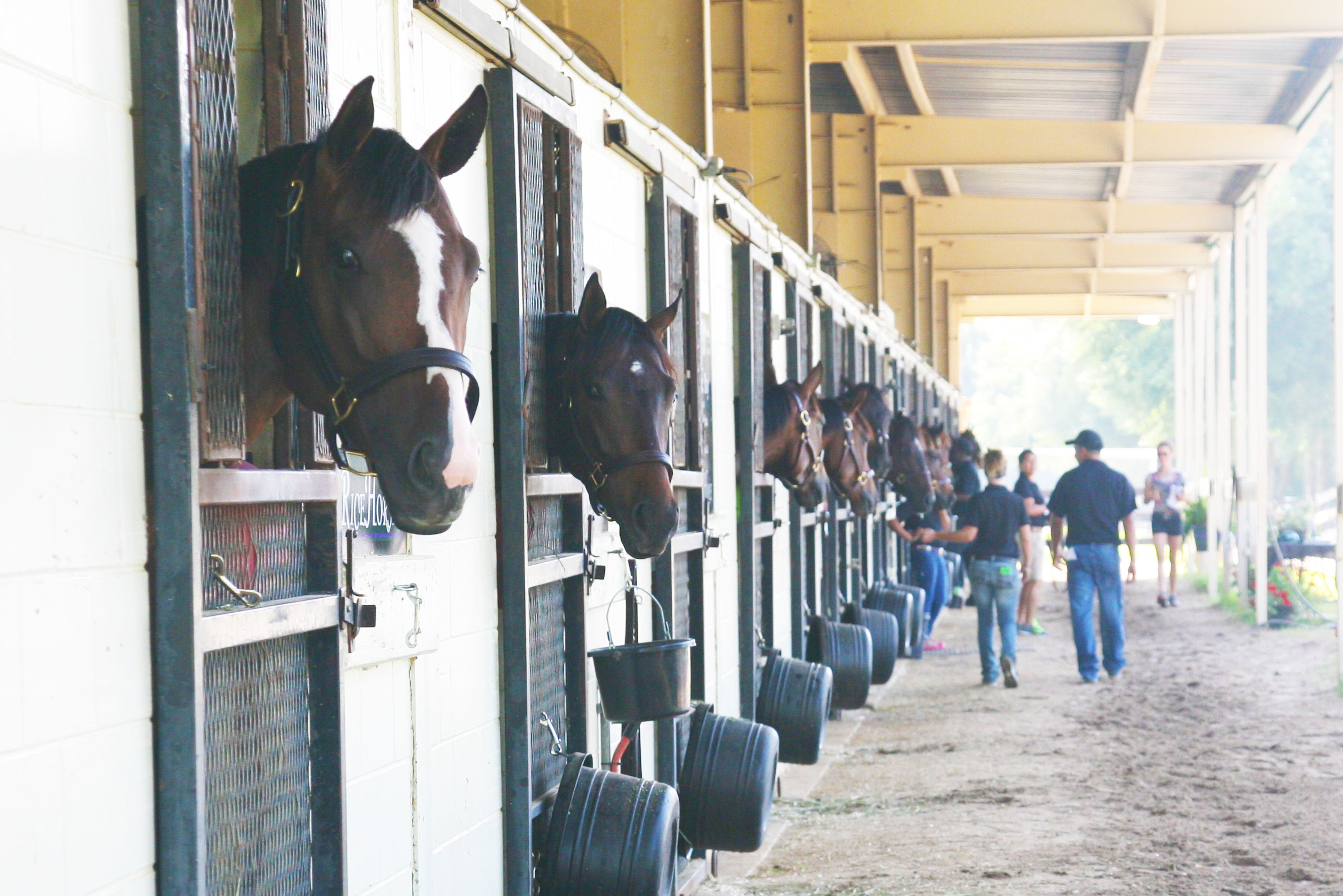 Horses at the stable at OBS