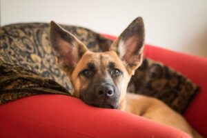 A German shepherd on a couch.